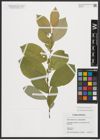 Foto von Salix hastata subsp. subintegrifolia (Flod.) Flod.